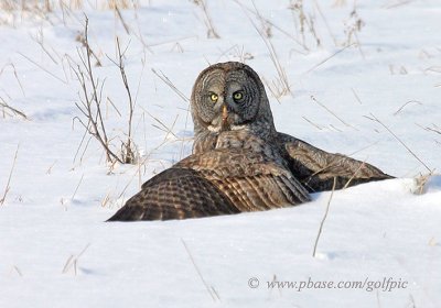 In typical raptor behaviour the Great Gray owl spreads its wings to hide its prey from other predators