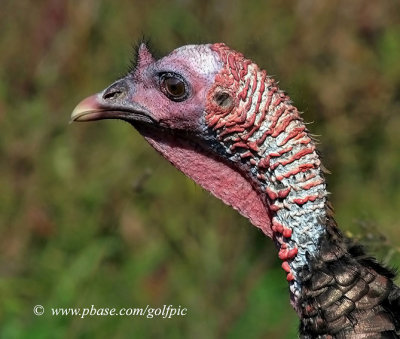 Wild Turkey.  The thing just wouldn't stay still for a photo.