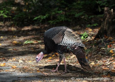 Wild Turkey