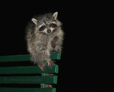 A sick racoon's last stand.