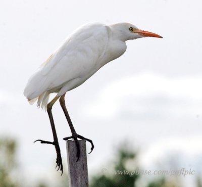 Cattle Egret