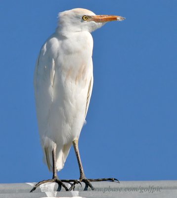 Cattle Egret - Last seen Oct. 6th