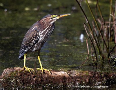 This Green Heron will be migrating south soon as we're already into October.