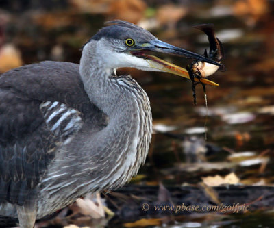 Great Blue Heron with a Catfish - One of 7 fish it caught while I was photographing it
