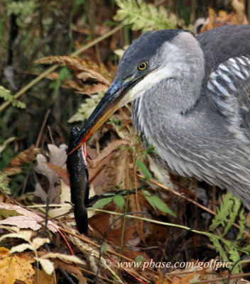 Great Blue Heron with fish