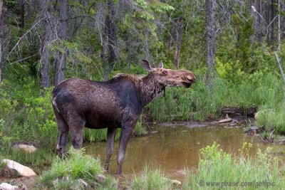 moose20081x.jpg