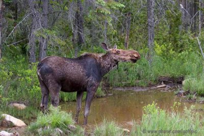 Moose in Algonquin