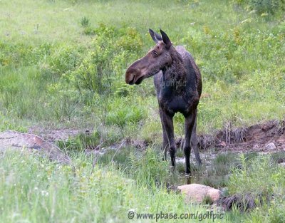 Moose in field