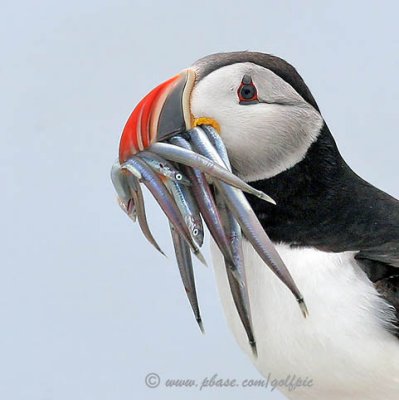 Atlantic Puffin with sandeels
