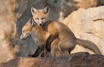 Young foxes at play