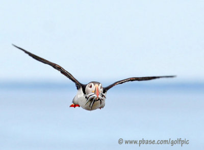 Atlantic Puffin with sandeels