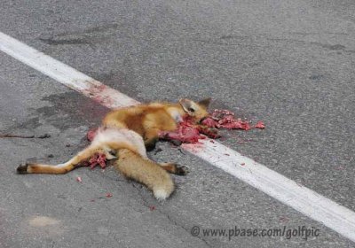 Warning!  Graphic image of run over fox