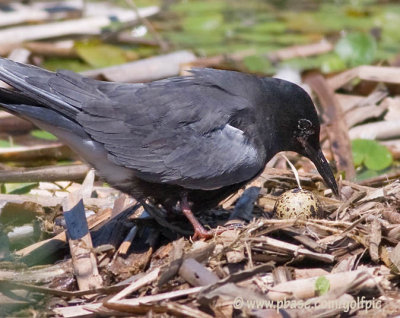 Black Tern tends to egg on nest