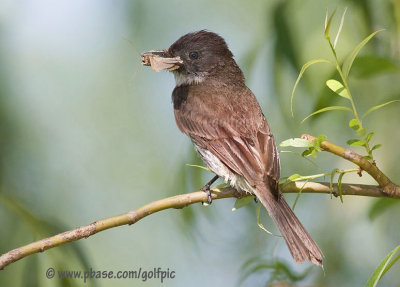 Eastern Phoebe with moth-like insect