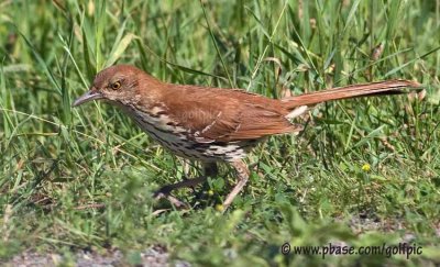 Brown Thrasher