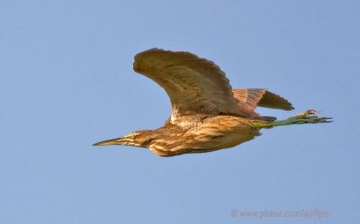 American Bittern in flight