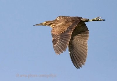 American Bittern in flight