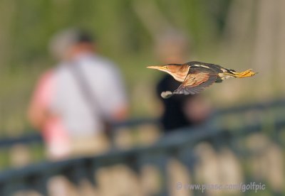 Least Bittern