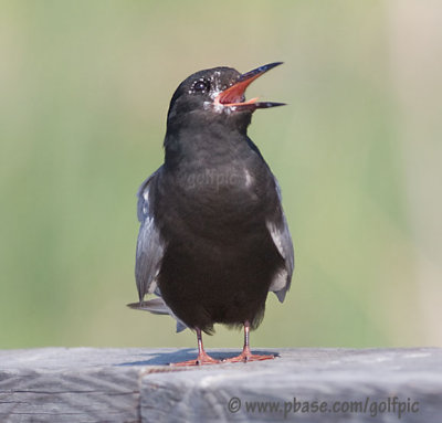 Black Tern warning