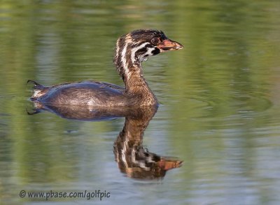 Pied-bill Grebe young