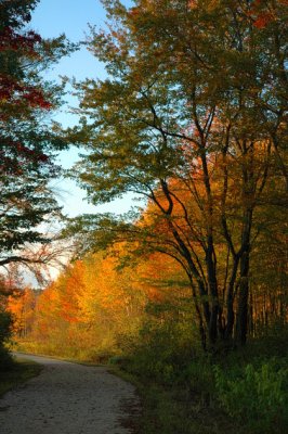 Autumn road
