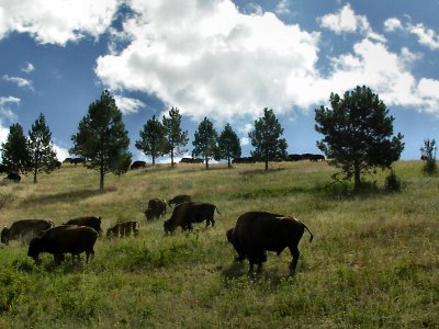 Buffalo Herd in Bison Range. TW.jpg