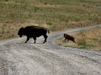 Look out for the cars ! Bison Range. TW.jpg