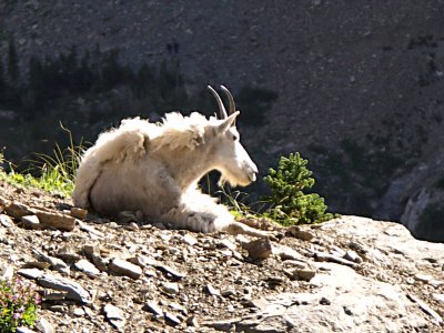 Mountain Goat taking a rest. TW.JPG