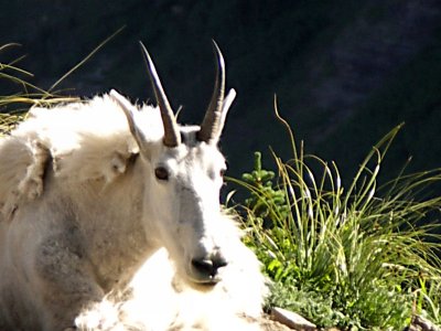 Mountain Goat TW.JPG