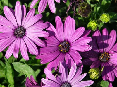 In Duncan Gardens PW.JPG