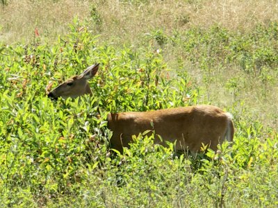 Whitetail Deer in National Bison Range, Mt.  PW.JPG