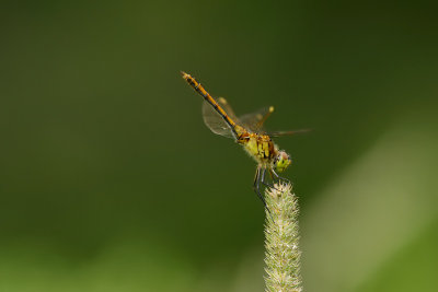 sympetrum claireur / White-faced meadowhawk