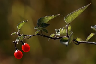 Morelle douce-amre / climbing nightshade / Solanum Dulcamara