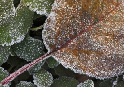feuille givre / frosted leaf