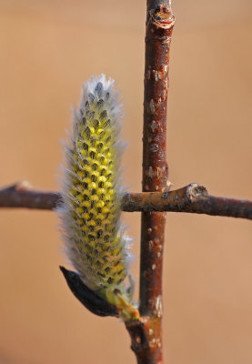 chaton de saule