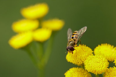 syrphe sur tanaisie / Flower Fly on Common Tansy