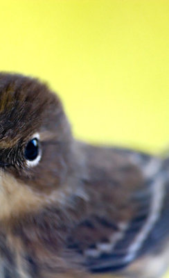 paruline  croupion jaune / Yellow-Rumped Warbler