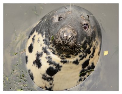 Eyemouth Seal