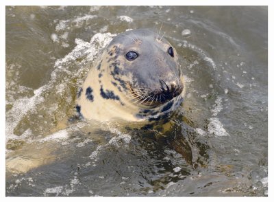 Eyemouth Seal