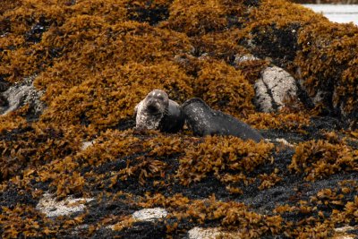 Seals