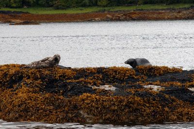 Seals