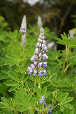 Glacier flora