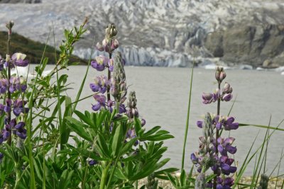 Mendenhall Glacier