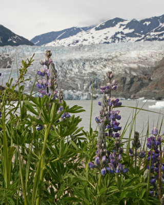 Mendenhall Glacier