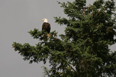 Bald eagle
