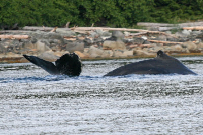 Whales-Alaska