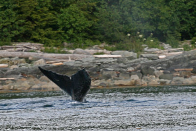 Whale