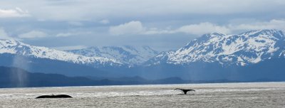 Whale mountain