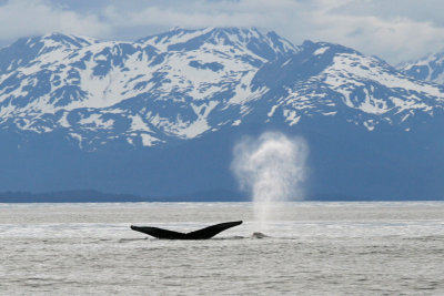 Whale- Juneau