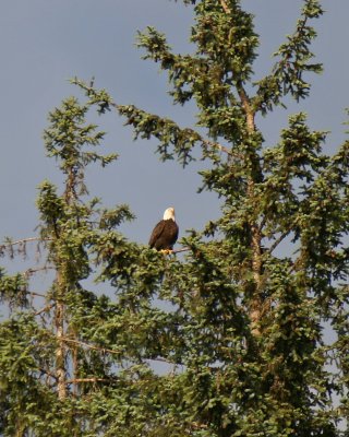Bald eagle